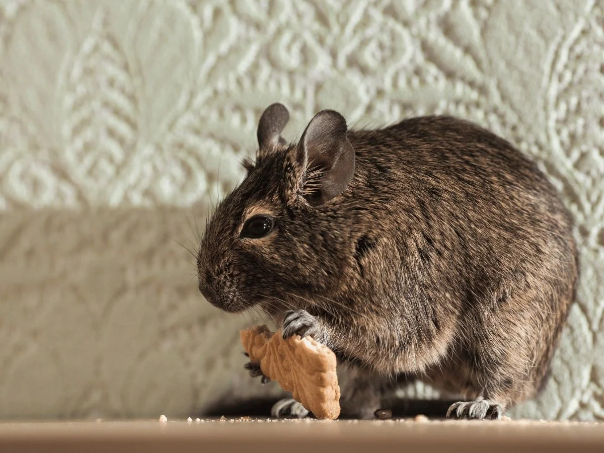 A rodent eating a dropped cracker on a floor, crumbs scattered around it