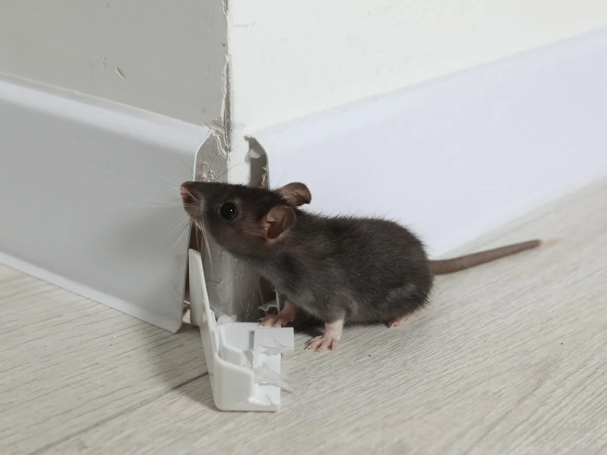 A rodent squeezing through a gap in a damaged baseboard — the kind of entry point we seal shut