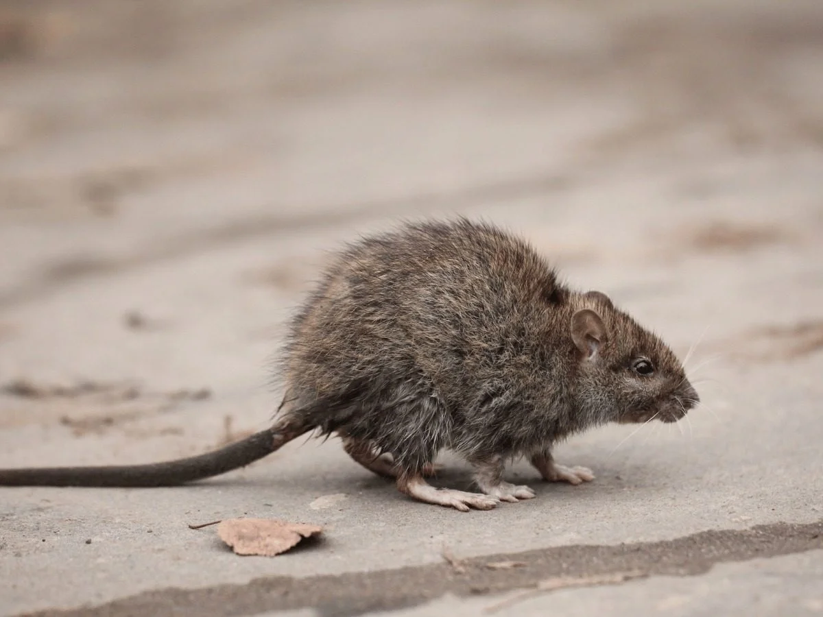 A rat on bare dusty ground beside a dry leaf