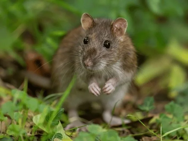 Mission Dorado rodent control - Golf course perimeter and upscale brick residential exclusion
