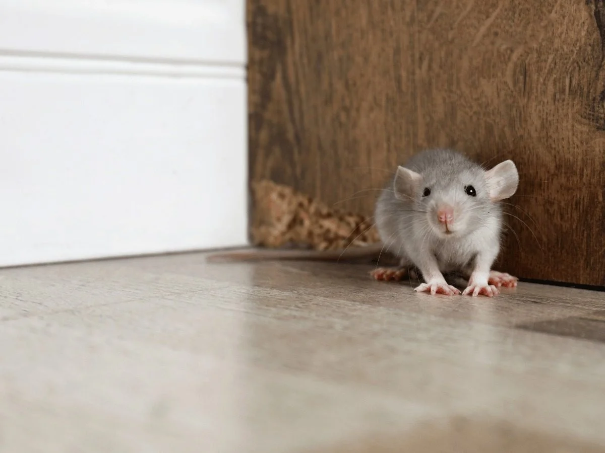 Parks Bell Ranch rodent control - Northeast Odessa brick veneer weep hole and attic defense