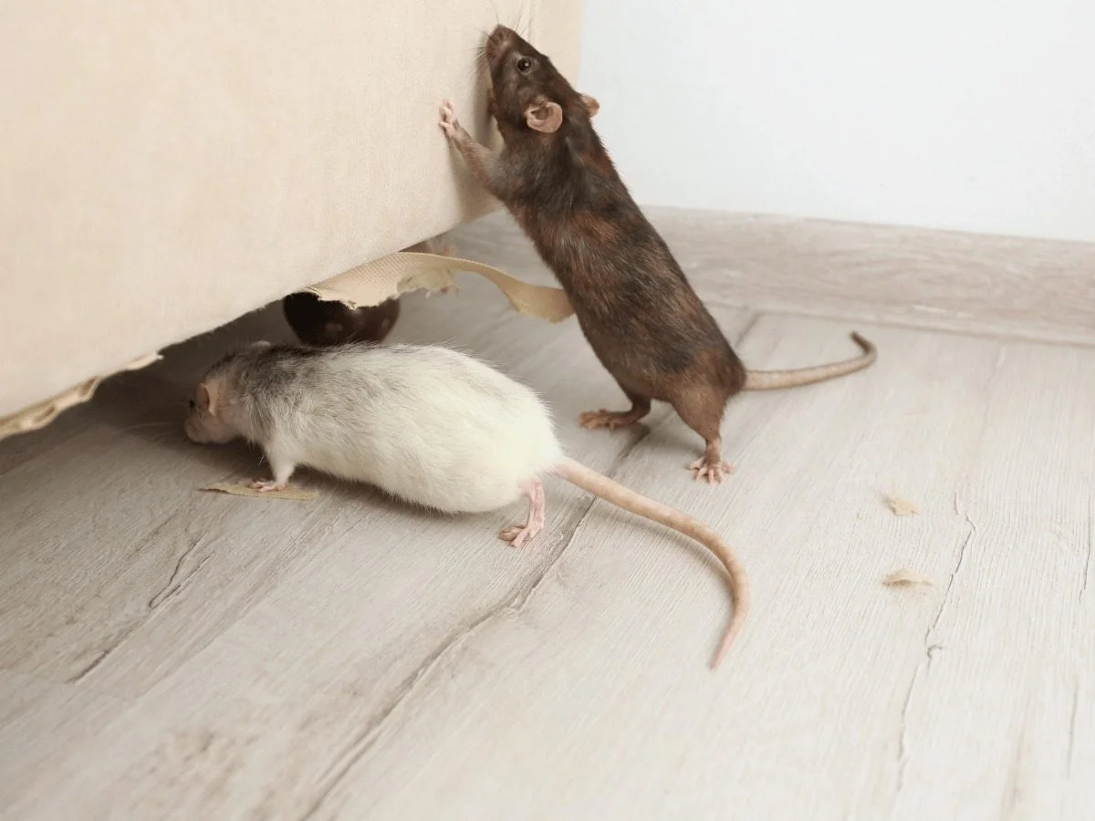 Rodent Control Odessa TX - Commercial-grade structural exclusion and attic trapping